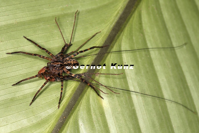 Lycosidae_vs__Amblipygidae_4_2.jpg