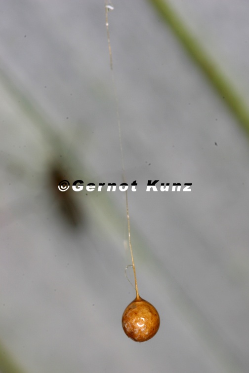 Mimetidae 1