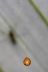 Mimetidae 1