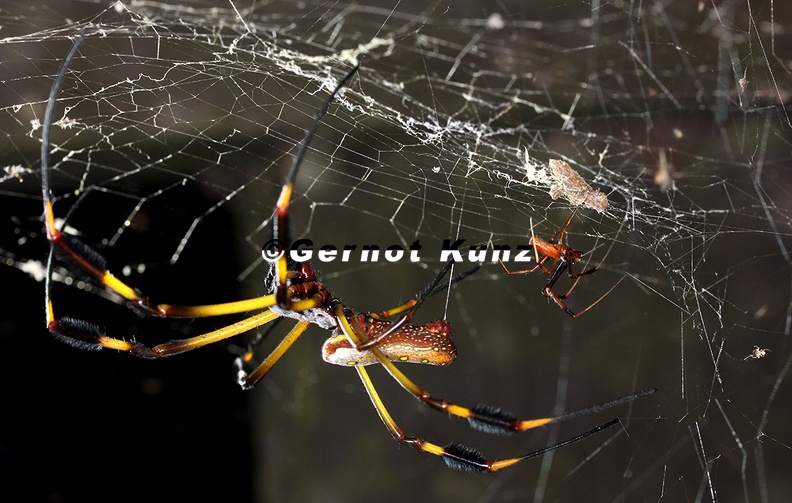 Nephila_clavipes__Golden_orb-web_spider__Goldene_Seidenspinne_2.jpg