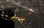 Nephila clavipes  Golden orb-web spider  Goldene Seidenspinne 2