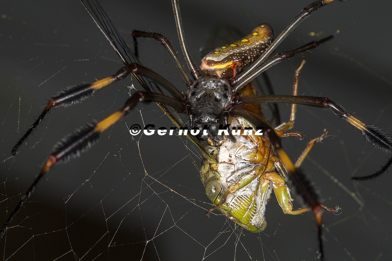 Nephila_clavipes__Golden_orb-web_spider__Goldene_Seidenspinne__1.jpg