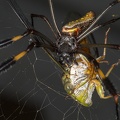 Nephila clavipes  Golden orb-web spider  Goldene Seidenspinne  1