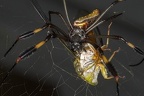 Nephila clavipes  Golden orb-web spider  Goldene Seidenspinne  1
