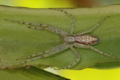 Philodromidae indet  1 4