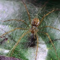 Thaumasia velox 1 2