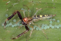 Itata sp 32