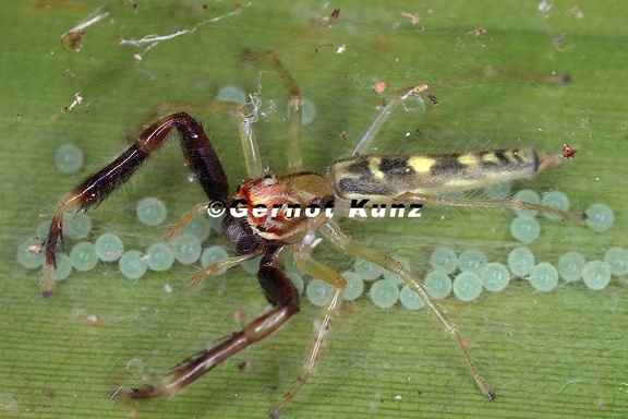 Itata sp 32