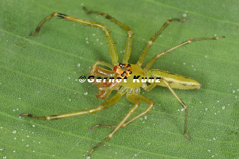 Lyssomanes_sp_M1_1.jpg