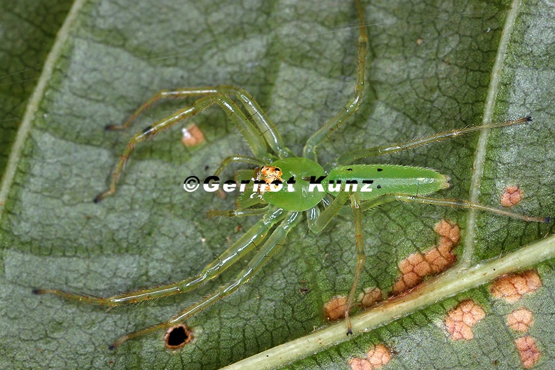 Lyssomanes_sp__cf__34.jpg