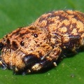 Beata sp 3