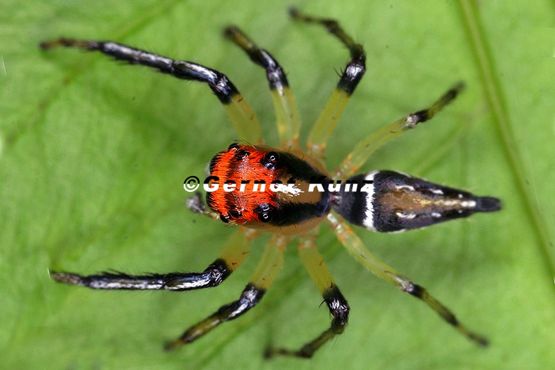 Hypaeus_benignus_21.jpg