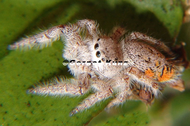 Paraphidippus_sp_4.JPG