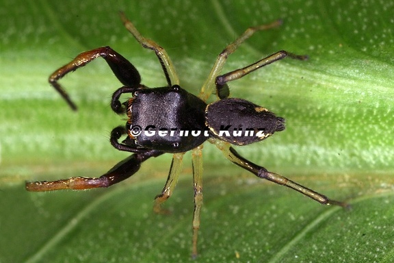 Zygoballus 28
