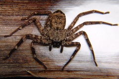 Selenops mexicanus 1 2