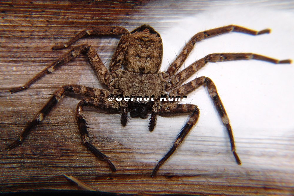 Selenops mexicanus 1 2
