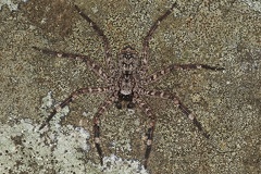 Selenops sp  2 2