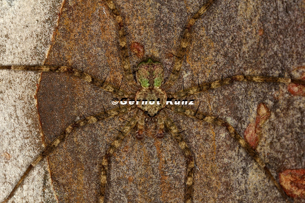 Selenops sp  3 2