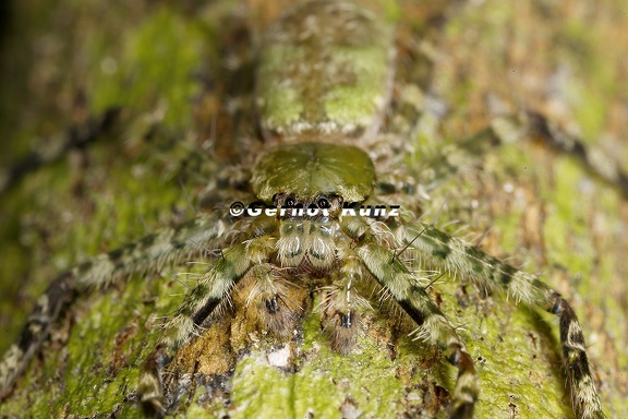 Selenops sp  4 2