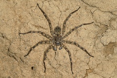 Selenops sp  5 2