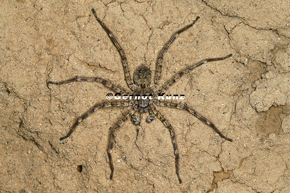 Selenops sp  5 2
