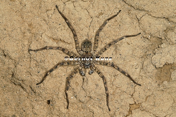 Selenops sp  5 2