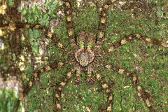 Selenops sp  6 2