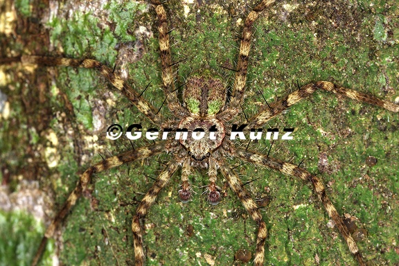 Selenops sp  6 2