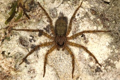 Selenops sp  8 2