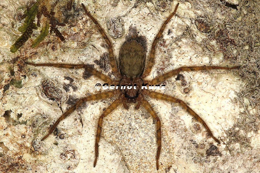 Selenops sp  8 2