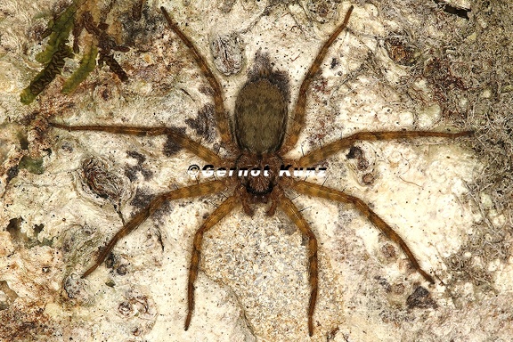 Selenops sp  8 2