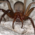 Loxosceles reclusa  Brown recluse spider 1 2v