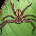 Curicaberis ferrugineus 3 2
