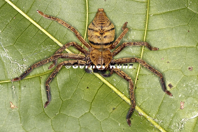 Curicaberis ferrugineus 3 3 - Curicaberis_ferrugineus_3_3.jpg Curicaberis_ferrugineus_3_3.jpg