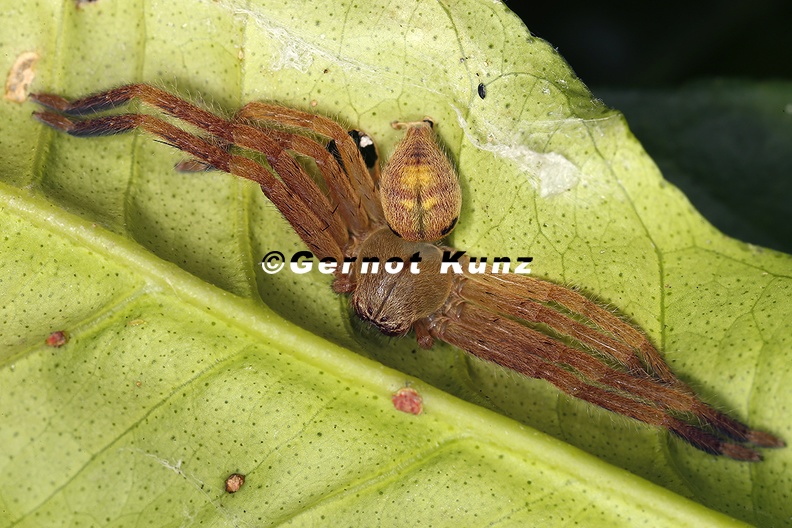 Sparassidae indet 2 2 - Sparassidae_indet__2_2.jpg Sparassidae_indet__2_2.jpg