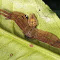 Sparassidae indet  2 2