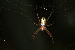 Leucage sp5 3