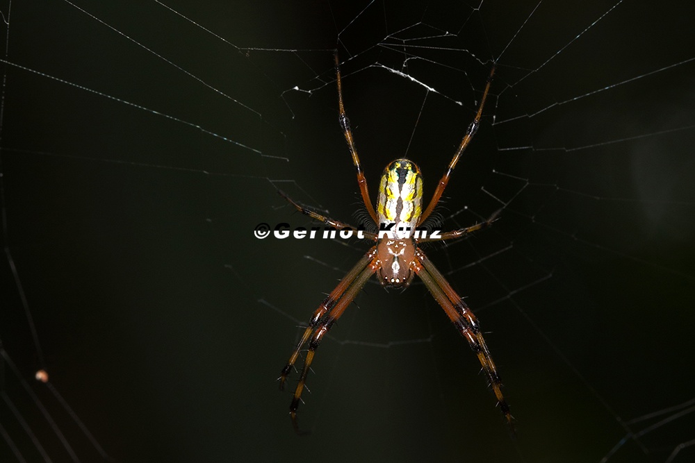 Leucage sp5 3