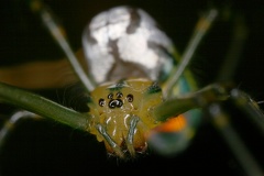 Metidae cf1