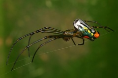 Metidae cf2