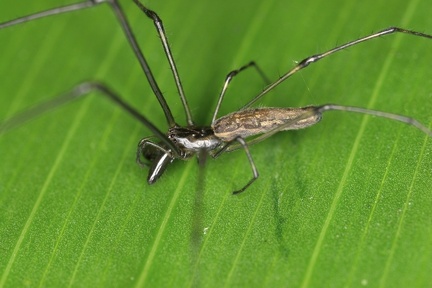 Tetragnathidae1 1