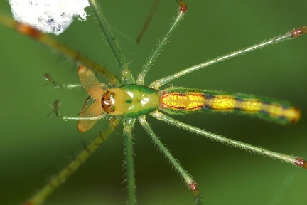 Tetragnathidae1 2