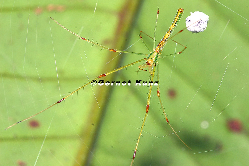 Tetragnathidae 2 2