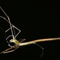 Ariamnes sp  3 2