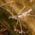 Theridiidae indet3