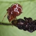 Theridiidae indet  5 3