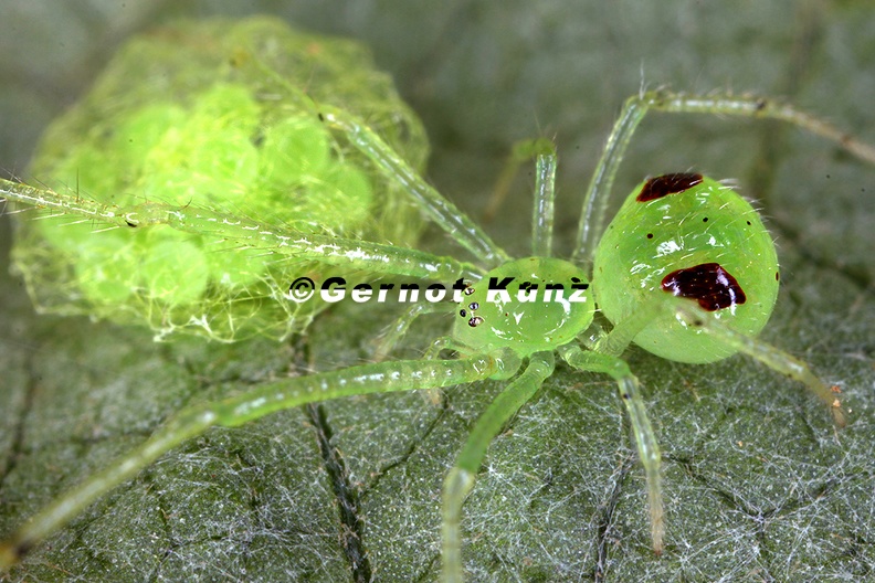 Theridiidae_indet__6.jpg