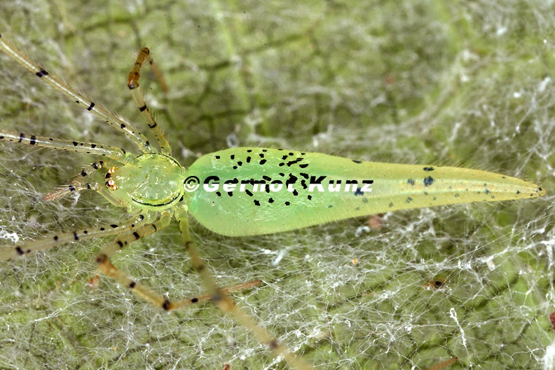 Theridiidae_indet__7.jpg