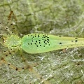 Theridiidae indet  7