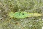 Theridiidae indet  7